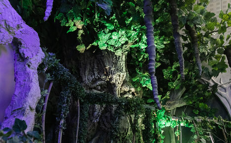 Арендовать Сказочный лес/пещера. Киностудия ТвоёКино