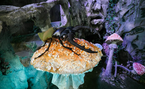 Арендовать Сказочный лес/пещера. Киностудия ТвоёКино