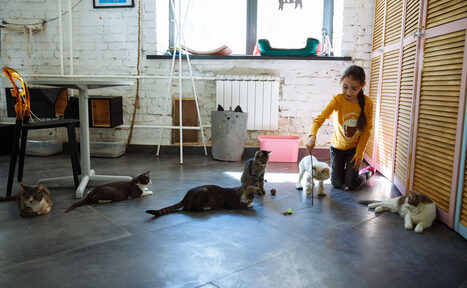 Арендовать КотоБюро 