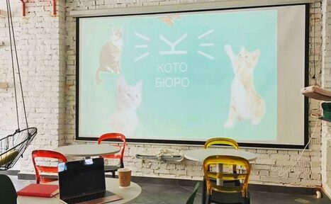 Арендовать КотоБюро 