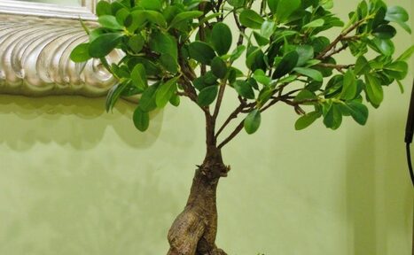 Арендовать Семейный центр интегрального развития "Древо Жизни"