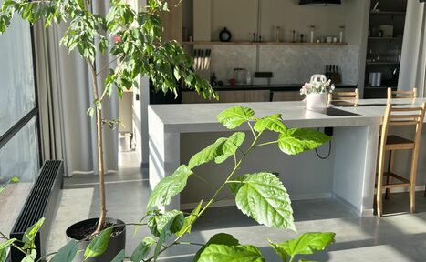Арендовать Пространство СемЬСюР с Кухней. Кухонное пространство с бетонным полом, большим окном, натальевыми полками. На переднем плане растение в горшке, возле центрального острова. На острове цветочный горшок, рядом два деревянных стула. яркое естественное освещение.