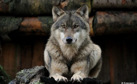 Арендовать ТЕСТ Большой зал remarketing. На картинке изображён волк, который лежит на деревянной поверхности. У него густой серо-бурый мех. Фон составляют деревянные брёвна. Волк смотрит прямо в камеру.