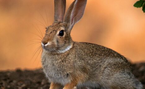 Арендовать ТЕСТ Большой зал remarketing. На фото изображён заяц, стоящий на земле. Фон размыт, имеет оранжево-коричневый оттенок, что может указывать на природную обстановку. У животного длинные уши, серо-коричневая шерсть. Растения в кадре отсутствуют.