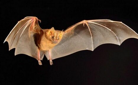 Арендовать ТЕСТ Большой зал remarketing. На изображении летучая мышь с расставленными крыльями на чёрном фоне. Видны детали перепончатых крыльев и мордочка. Мышь выглядит как в полёте, при этом очертания тела чётко выделены.