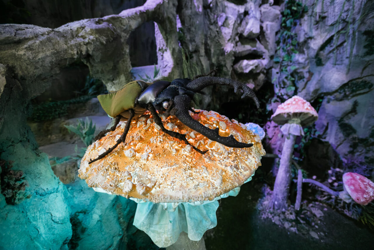 Арендовать Сказочный лес/пещера. Киностудия ТвоёКино