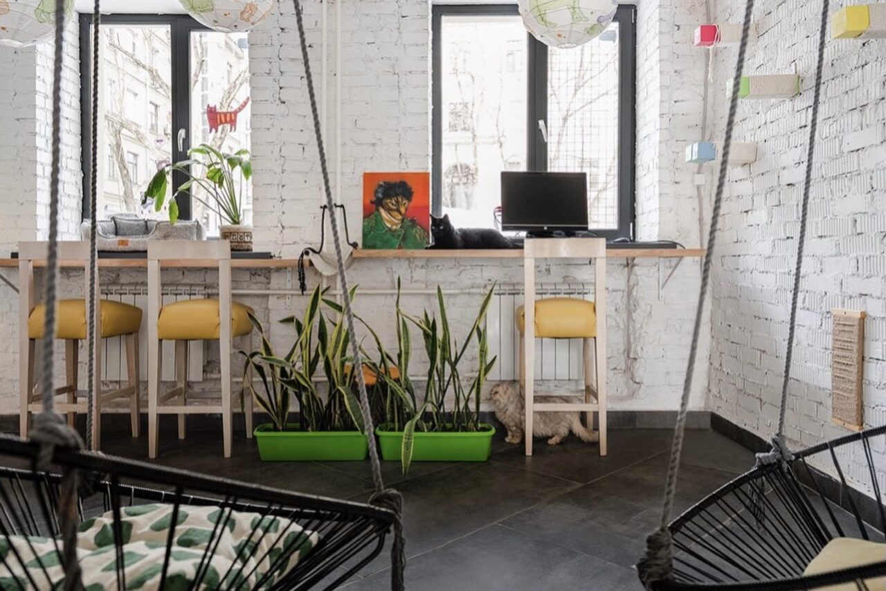 Арендовать КотоБюро 