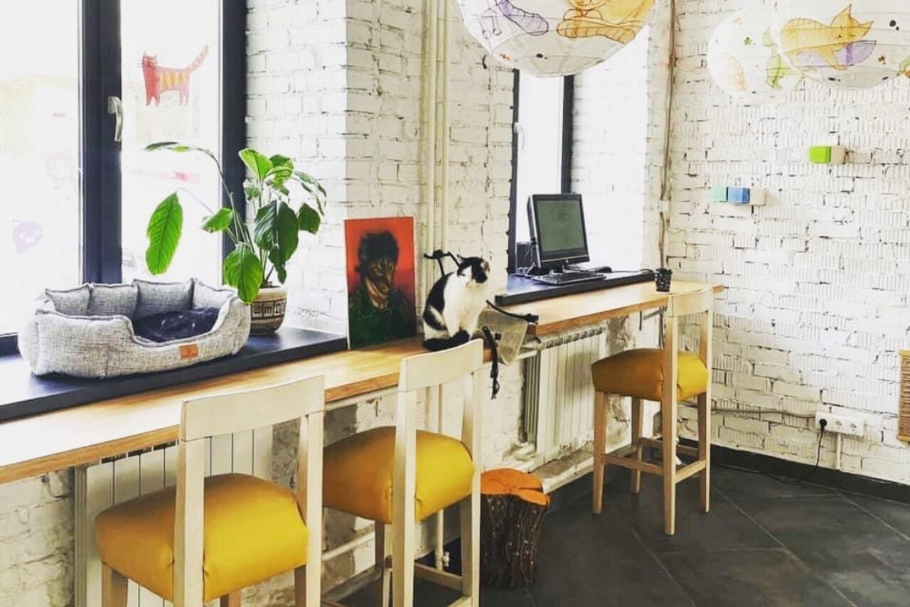 Арендовать КотоБюро 