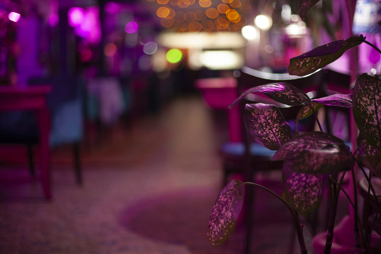 Арендовать Индийский лофт-сад с тропическими растениями