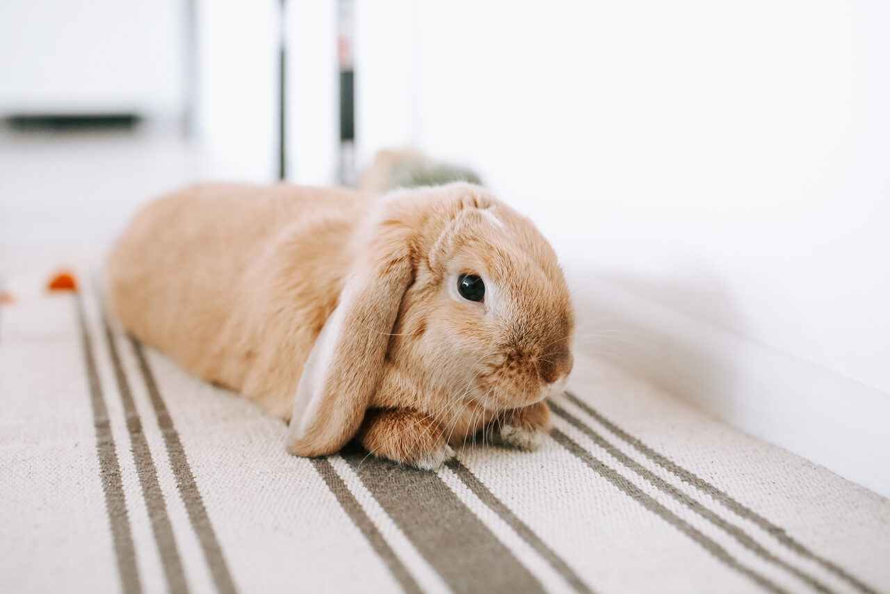 Арендовать Натура Место Белый тренинг-лофт