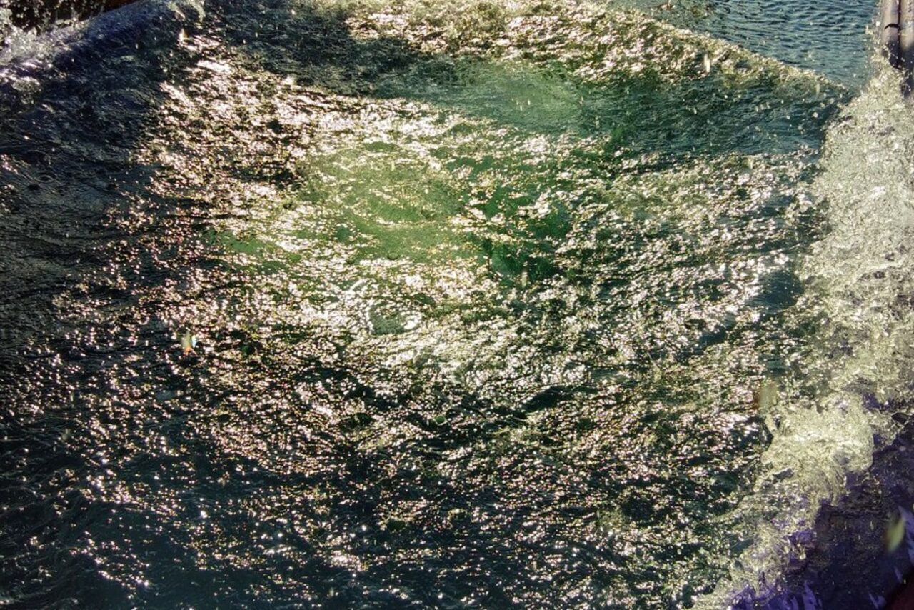 Арендовать  Summer veranda with swimming pool