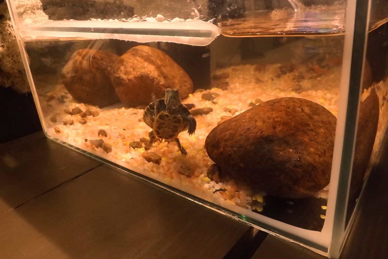 Арендовать Avrora Bar. Деревянный лофт