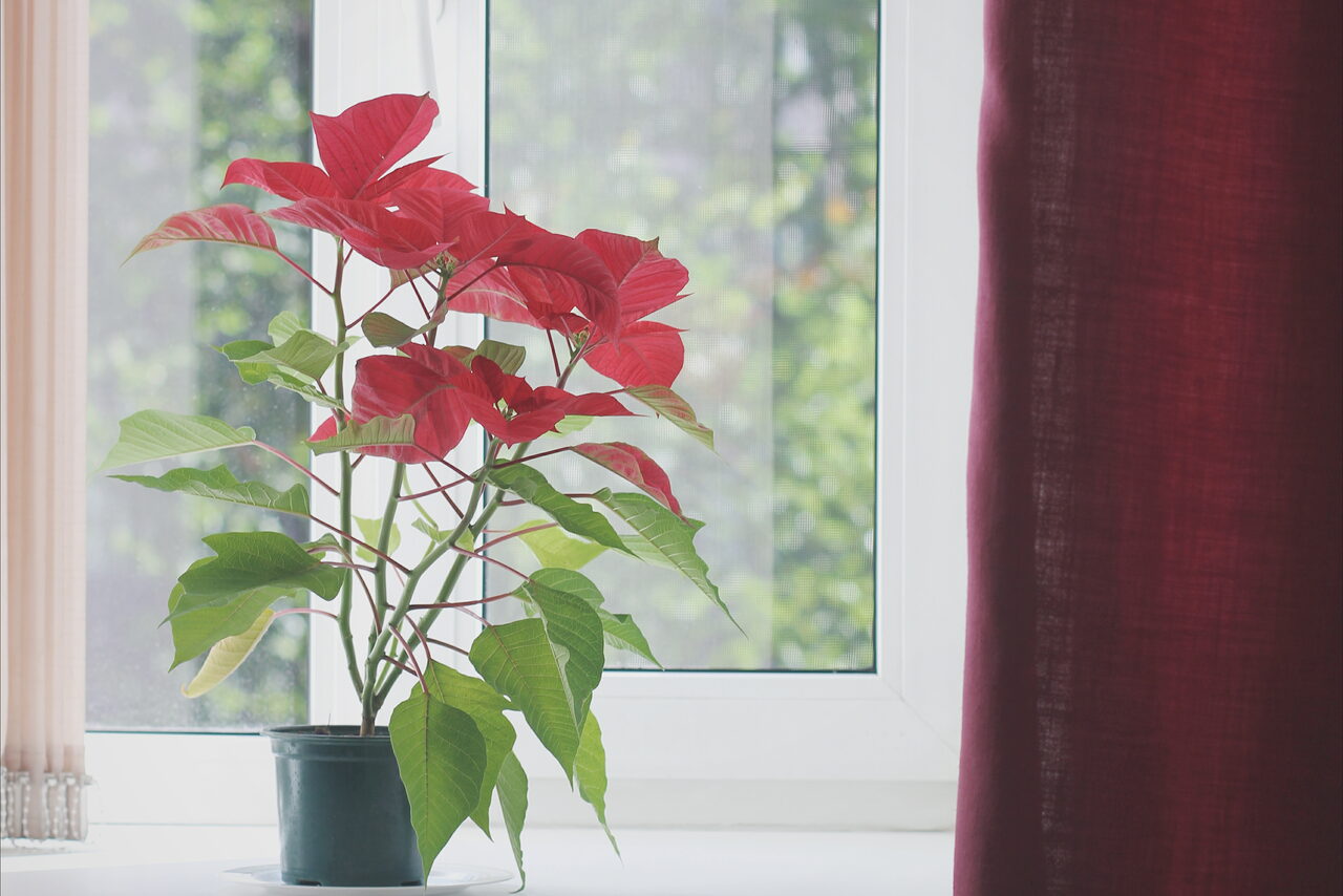 Арендовать PRO СВЕТ Зал на Чернышевской