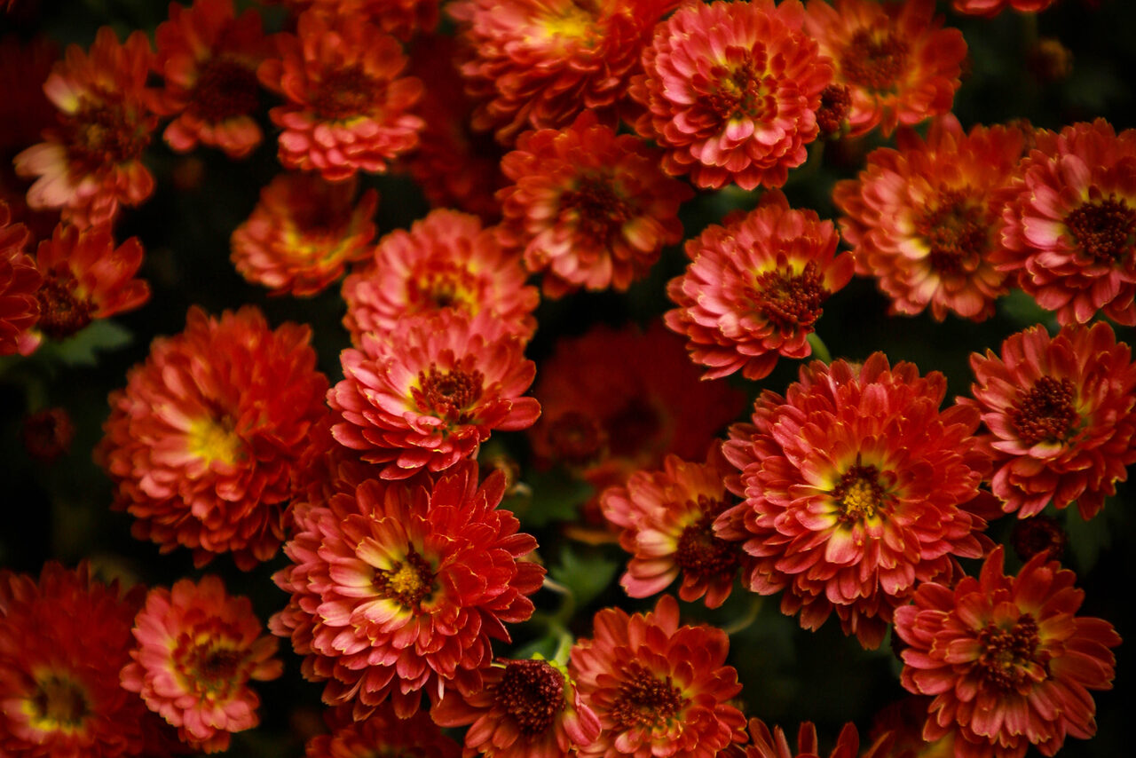 Арендовать Igloobar