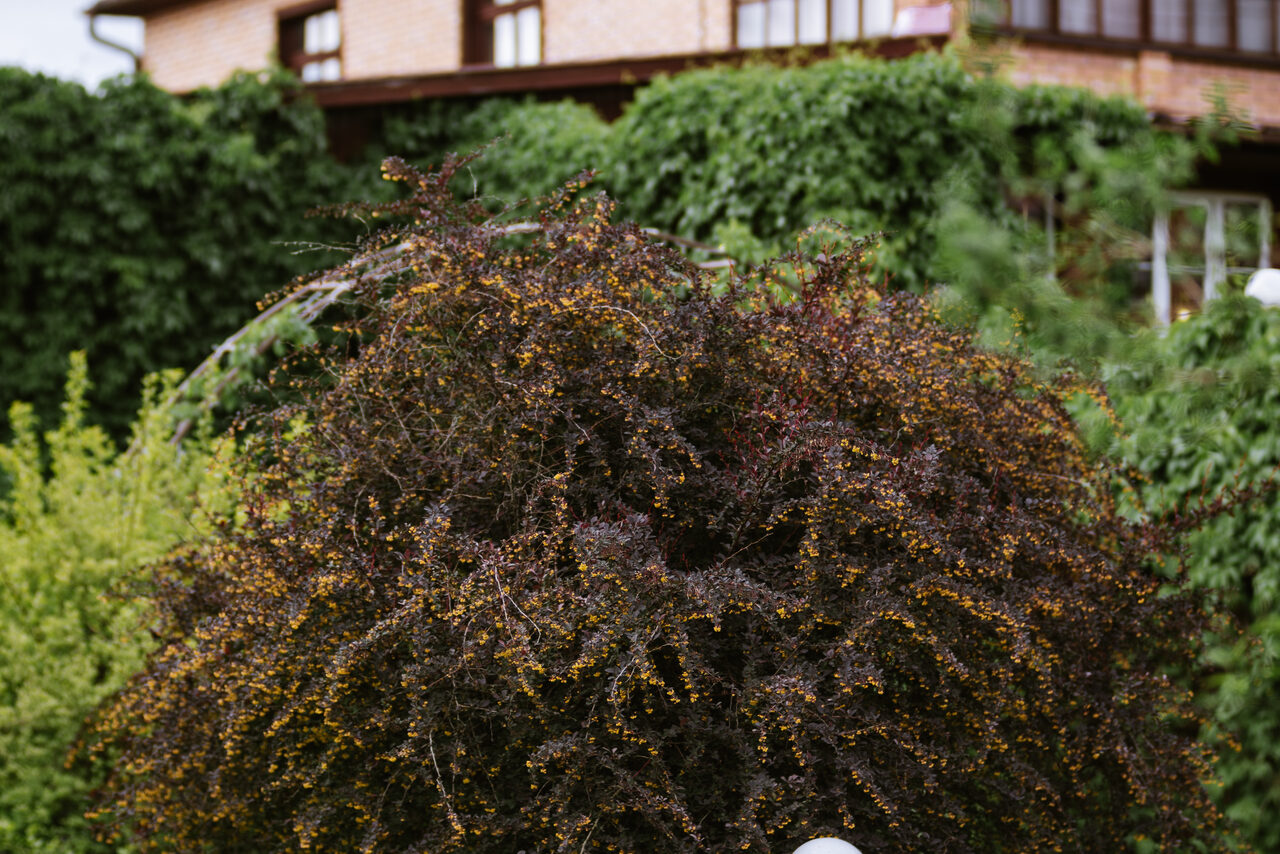 Арендовать Бельведер Коттедж за городом