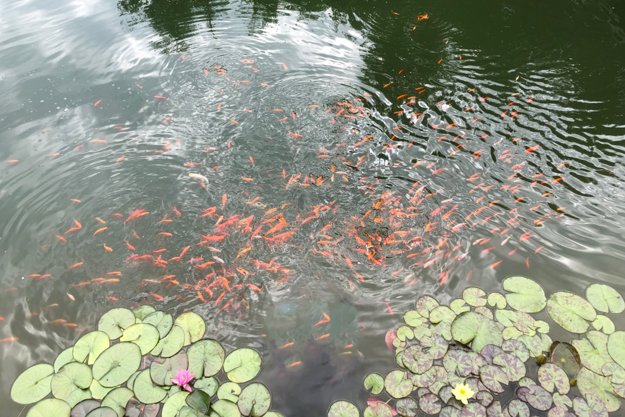 Арендовать Усадьба со своей территорией