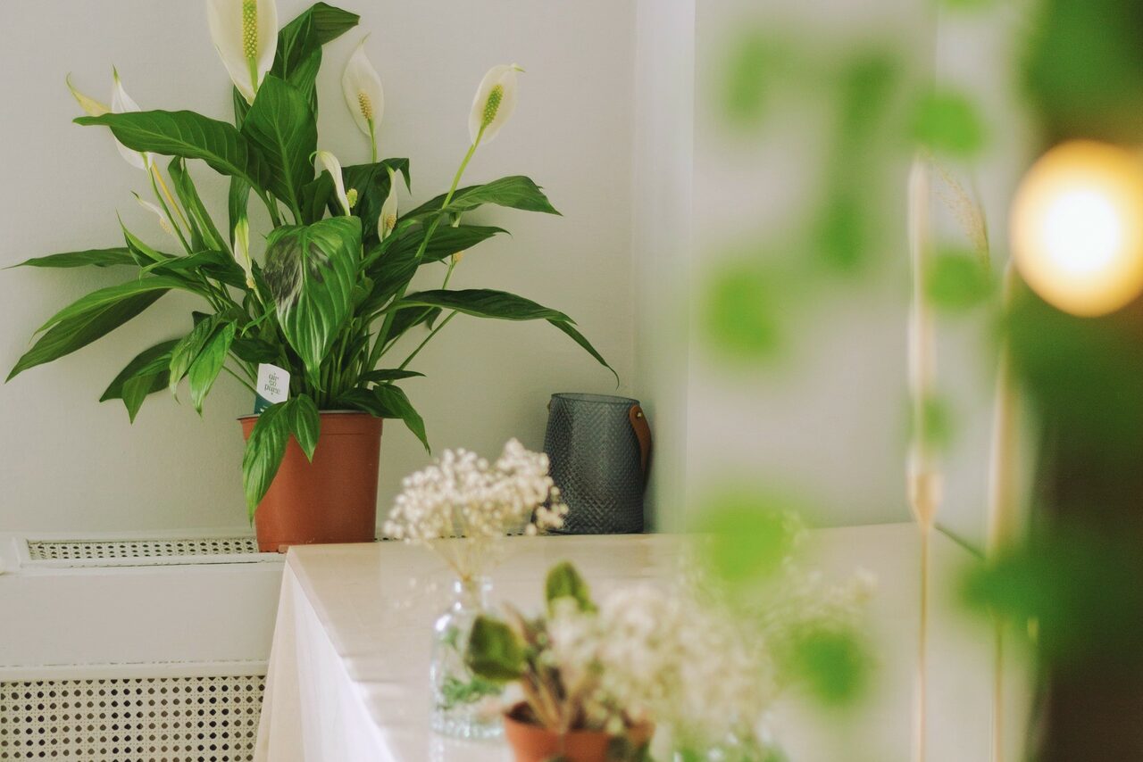 Арендовать Encanto Studio. Светлая студия с балконом