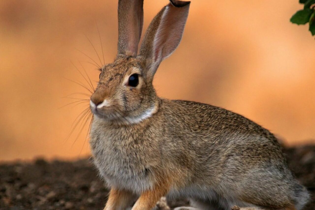 Арендовать ТЕСТ Большой зал remarketing. На картинке изображён волк, который лежит на деревянной поверхности. У него густой серо-бурый мех. Фон составляют деревянные брёвна. Волк смотрит прямо в камеру.