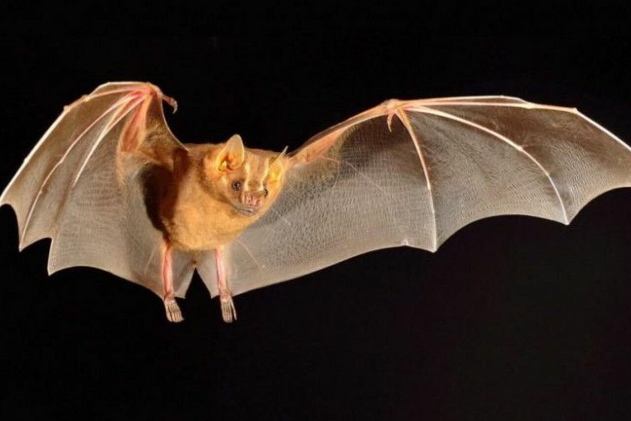 Арендовать ТЕСТ Большой зал remarketing. На изображении летучая мышь с расставленными крыльями на чёрном фоне. Видны детали перепончатых крыльев и мордочка. Мышь выглядит как в полёте, при этом очертания тела чётко выделены.