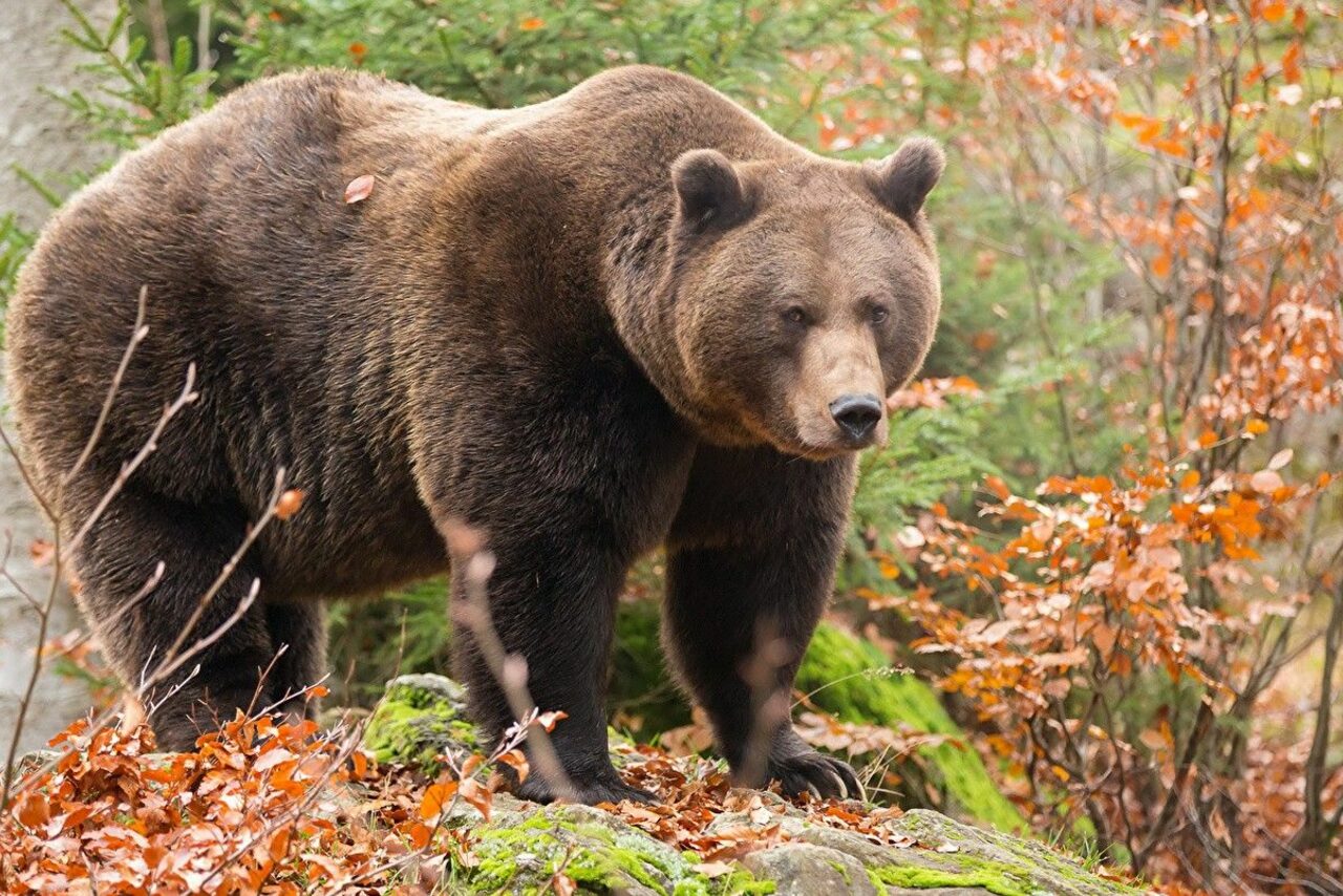 Арендовать ТЕСТ Большой зал remarketing