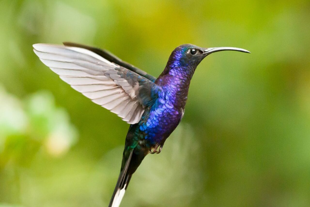 Арендовать Trest-1