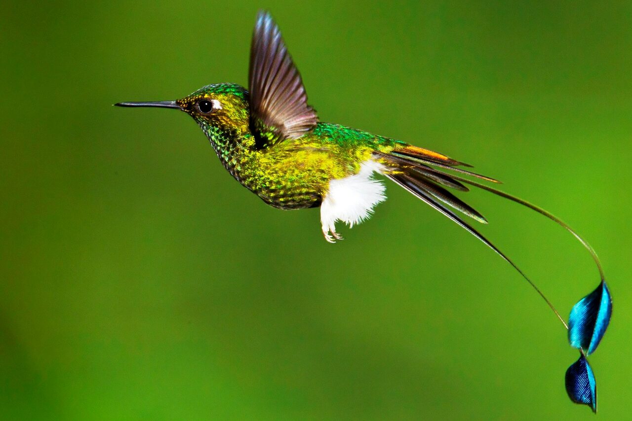 Арендовать Trest-1