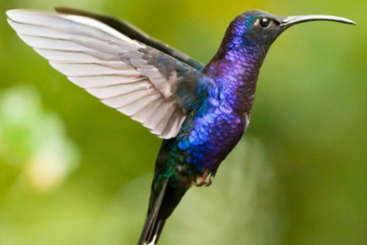 Арендовать Trest-1